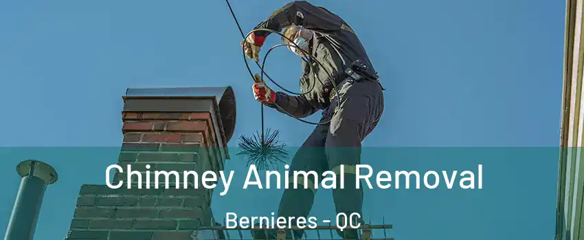  Chimney Animal Removal Bernieres - QC