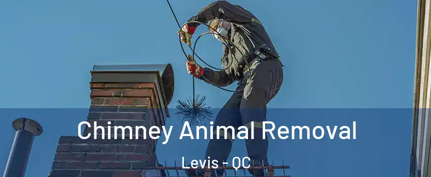 Chimney Animal Removal Levis - QC
