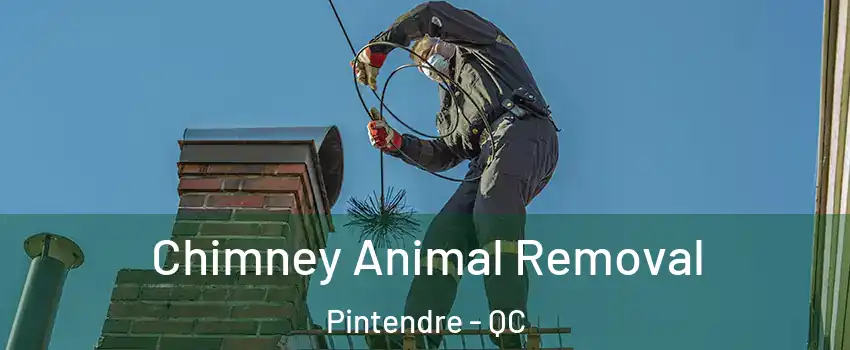  Chimney Animal Removal Pintendre - QC