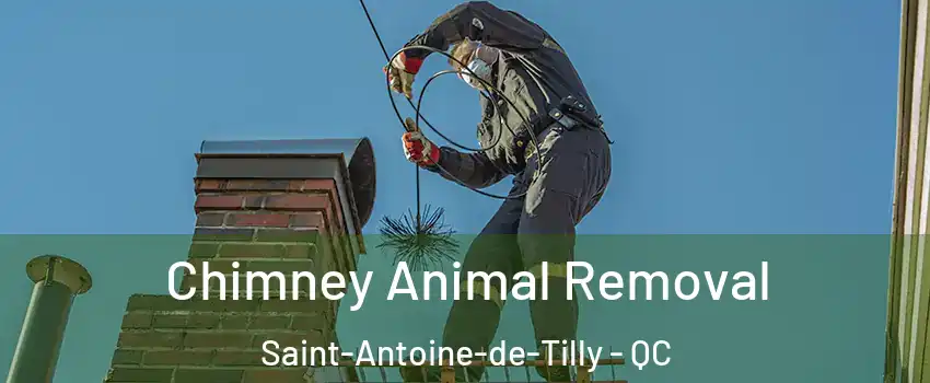 Chimney Animal Removal Saint-Antoine-de-Tilly - QC