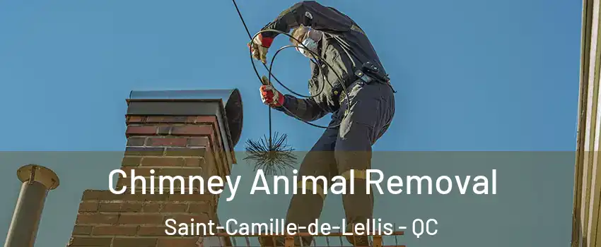  Chimney Animal Removal Saint-Camille-de-Lellis - QC