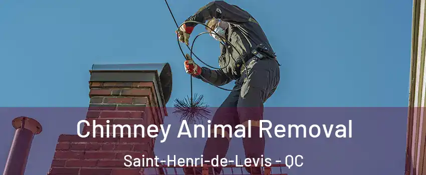 Chimney Animal Removal Saint-Henri-de-Levis - QC
