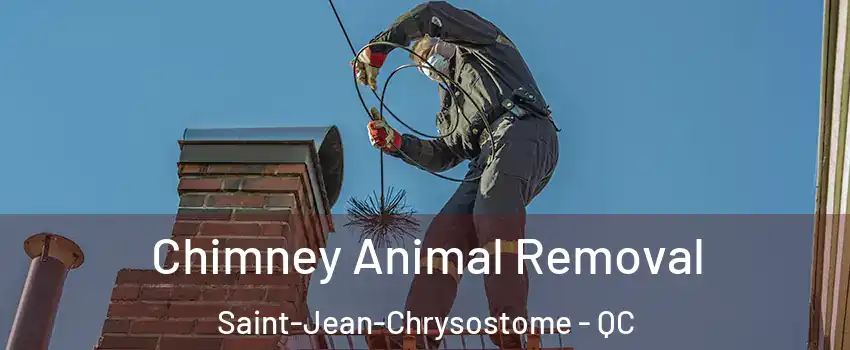 Chimney Animal Removal Saint-Jean-Chrysostome - QC