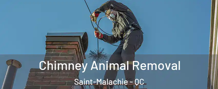 Chimney Animal Removal Saint-Malachie - QC