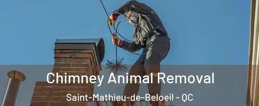 Chimney Animal Removal Saint-Mathieu-de-Beloeil - QC