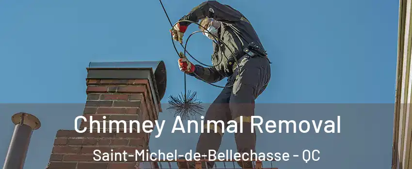 Chimney Animal Removal Saint-Michel-de-Bellechasse - QC
