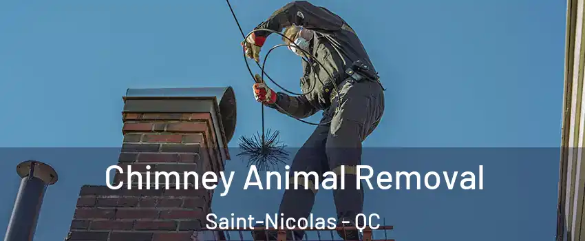 Chimney Animal Removal Saint-Nicolas - QC
