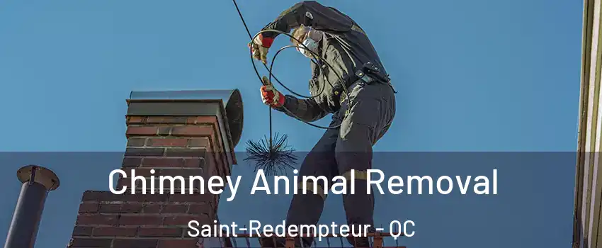 Chimney Animal Removal Saint-Redempteur - QC