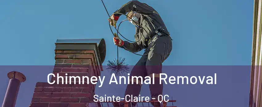 Chimney Animal Removal Sainte-Claire - QC