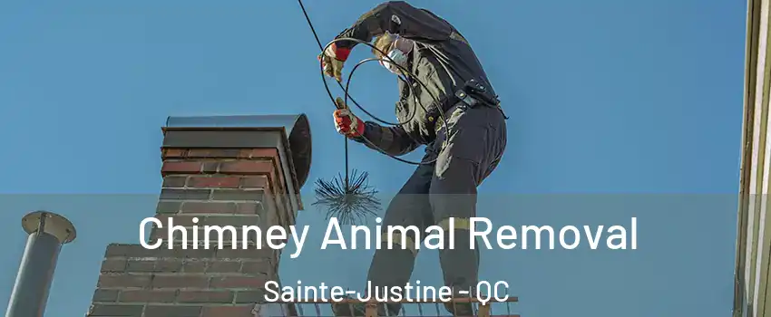  Chimney Animal Removal Sainte-Justine - QC